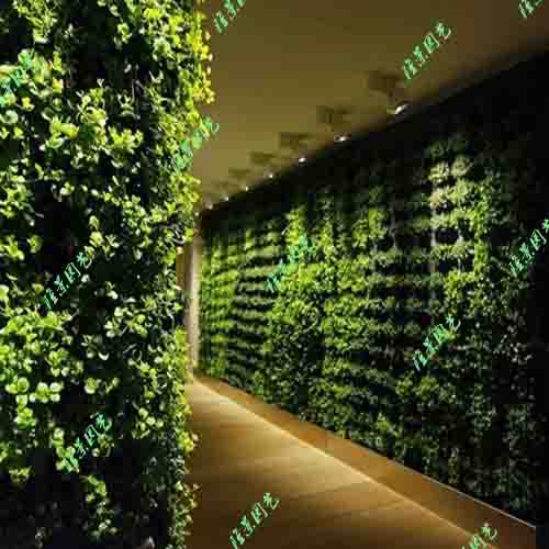 垂直绿化——植物墙