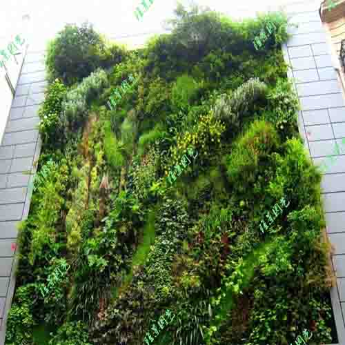 垂直绿化——植物墙